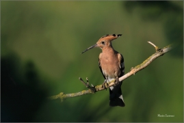 <p>DUDEK CHOCHOLATÝ (Upupa epops) - jižní Morava ---- /Eurasian hoopoe - Wiedehopf/</p>